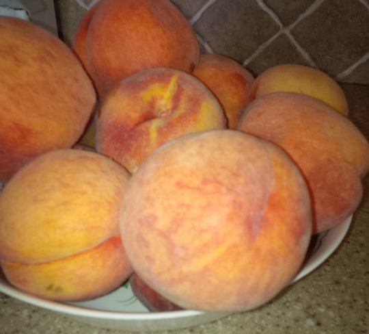 freshly picked peaches