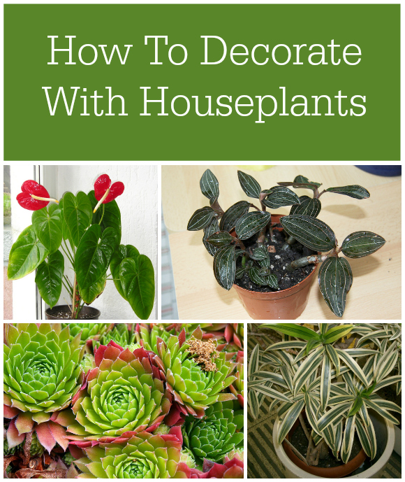 Decorating With Houseplants - How To Decorate With Houseplants #EbayGuides